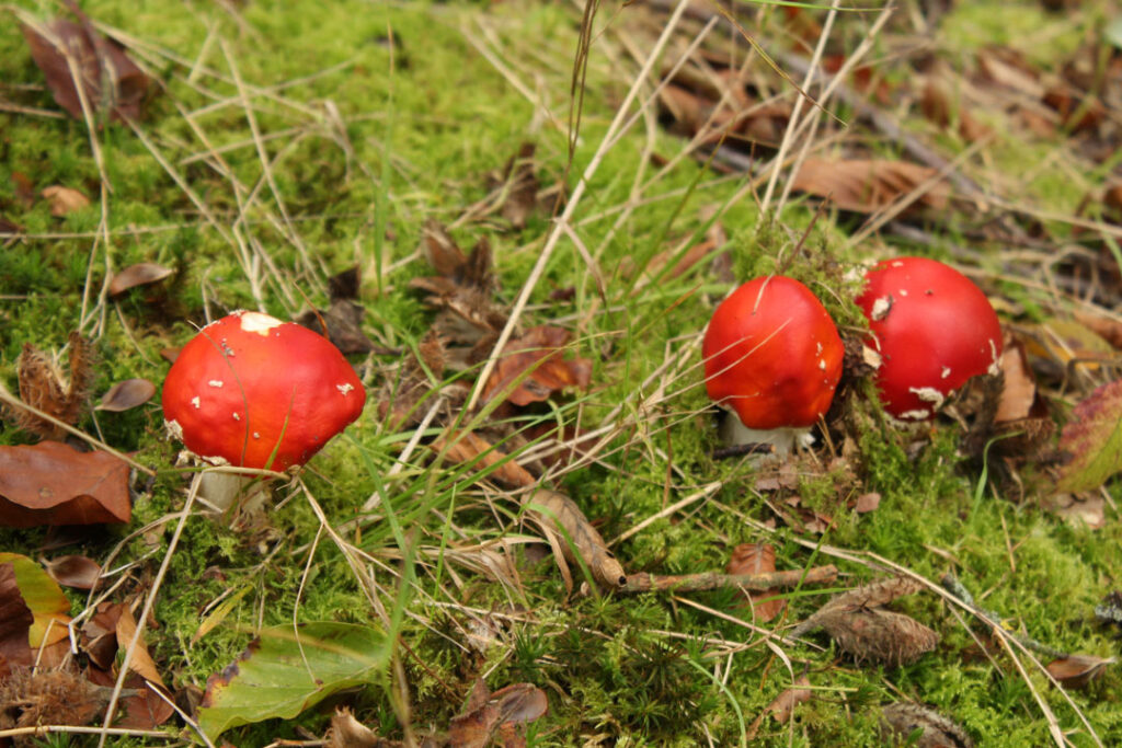 Photographie de l'automne et des champignons en 2020