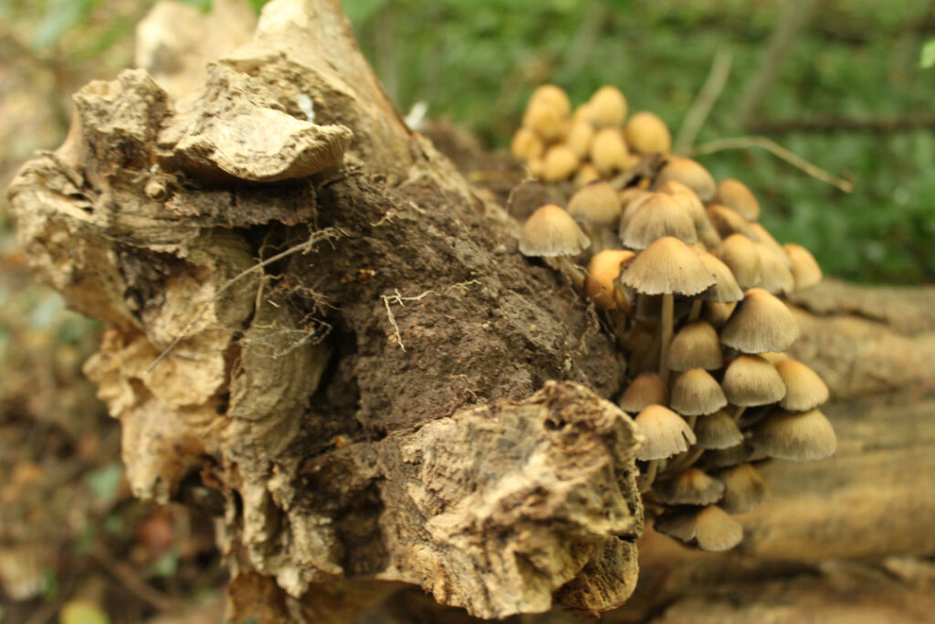 Photographie de l'automne et des champignons en 2020