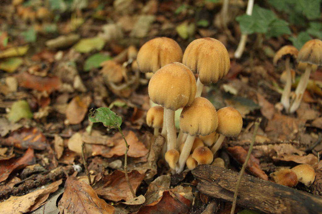 Photographie de l'automne et des champignons en 2020