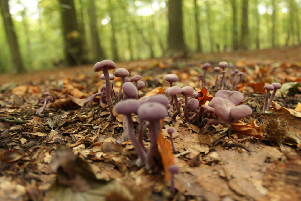 Photographie de l'automne et des champignons en 2020