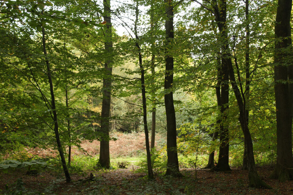 Photographie de l'automne et des champignons en 2020