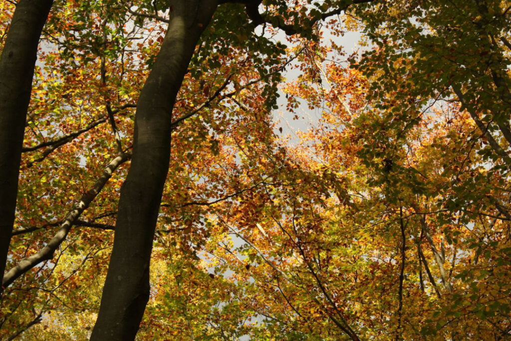 Photographie de l'automne et des champignons en 2021