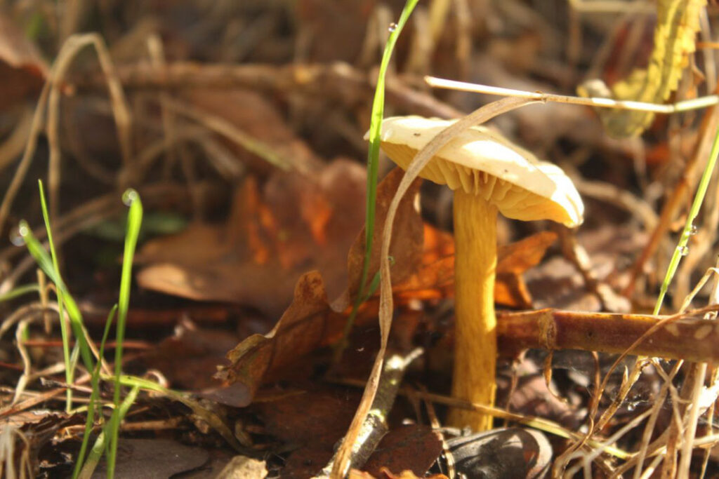 Photographie de l'automne et des champignons en 2021