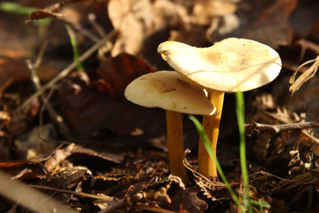 Photographie de l'automne et des champignons en 2021