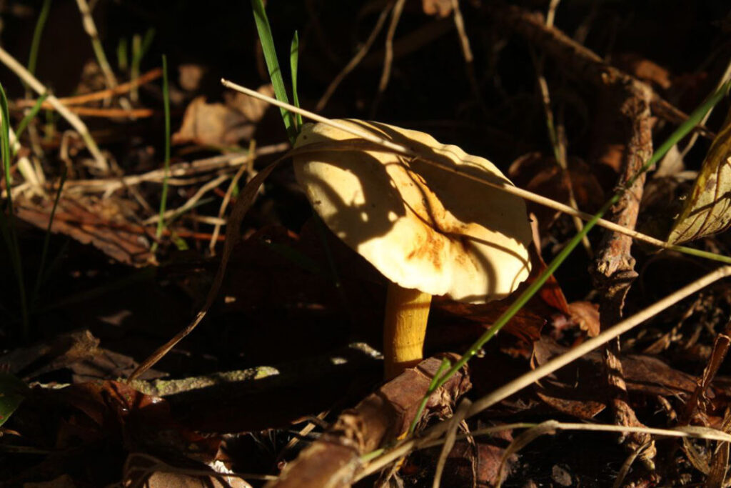 Photographie de l'automne et des champignons en 2021