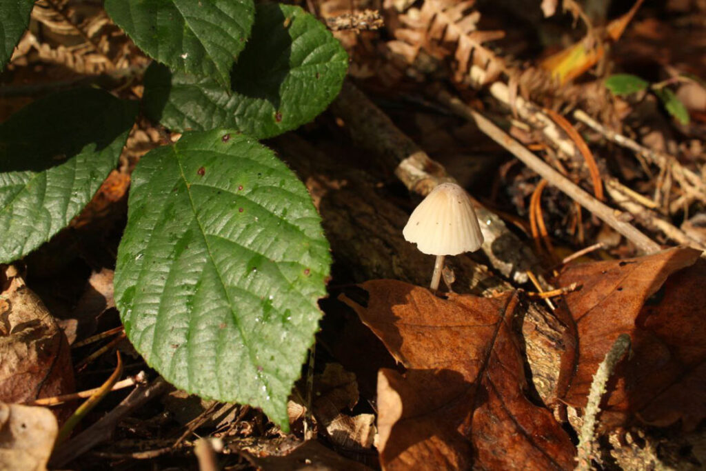 Photographie de l'automne et des champignons en 2021