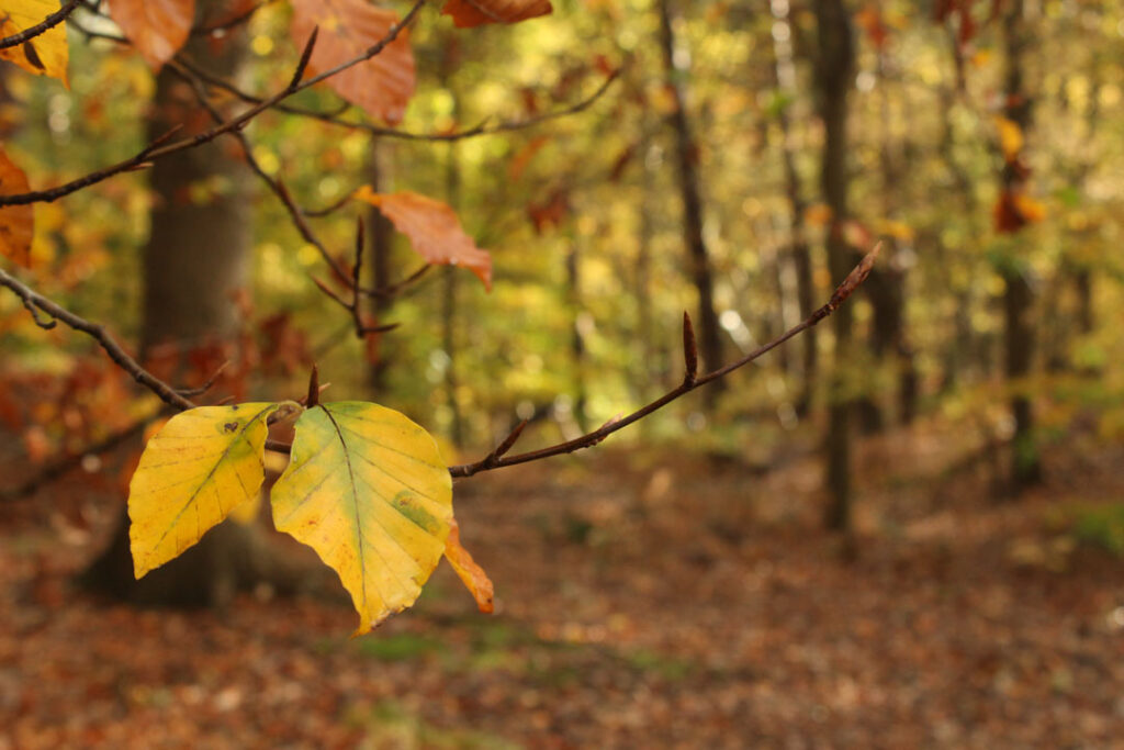 Photographie de l'automne et des champignons en 2023