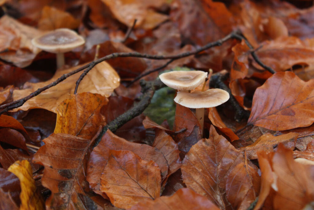 Photographie de l'automne et des champignons en 2023