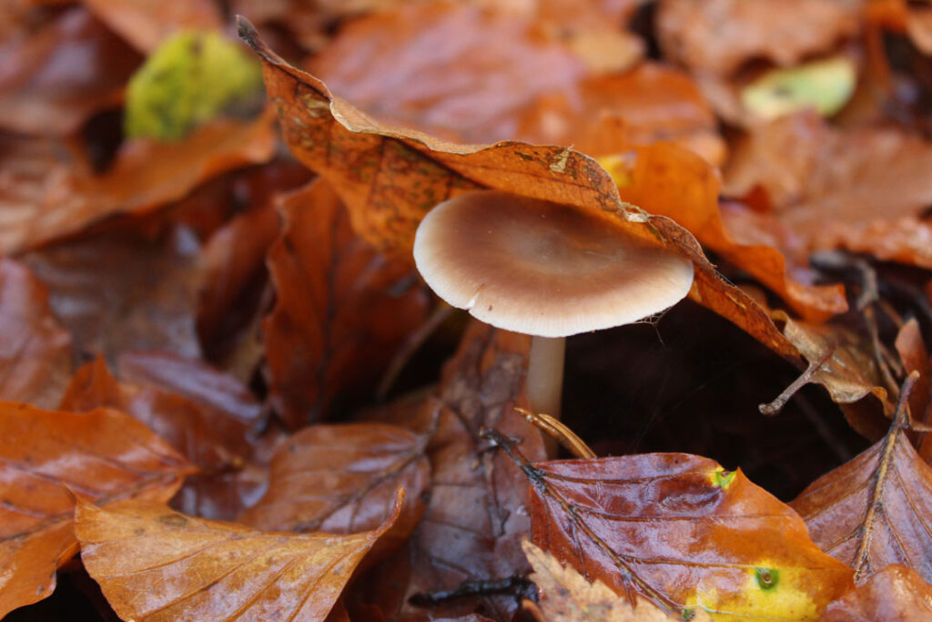 Photographie de l'automne et des champignons en 2023