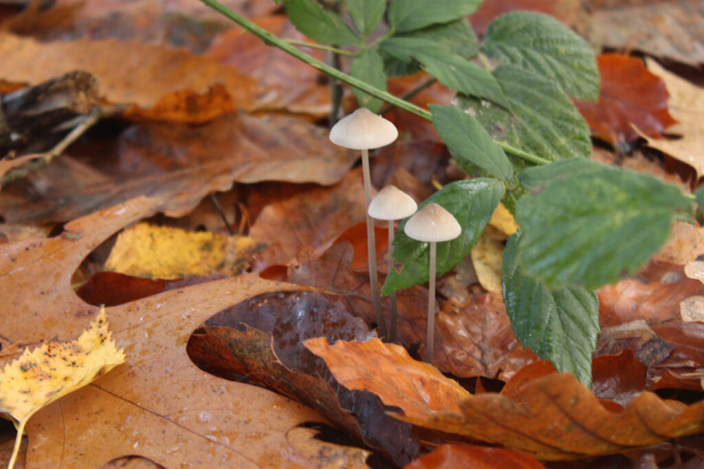 Photographie de l'automne et des champignons en 2023