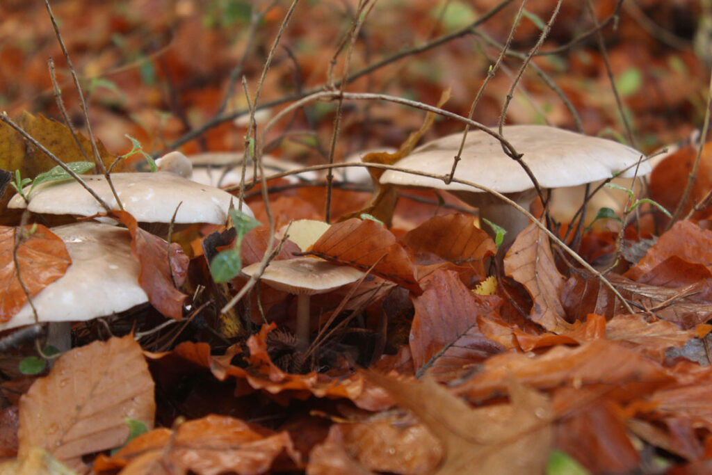 Photographie de l'automne et des champignons en 2023