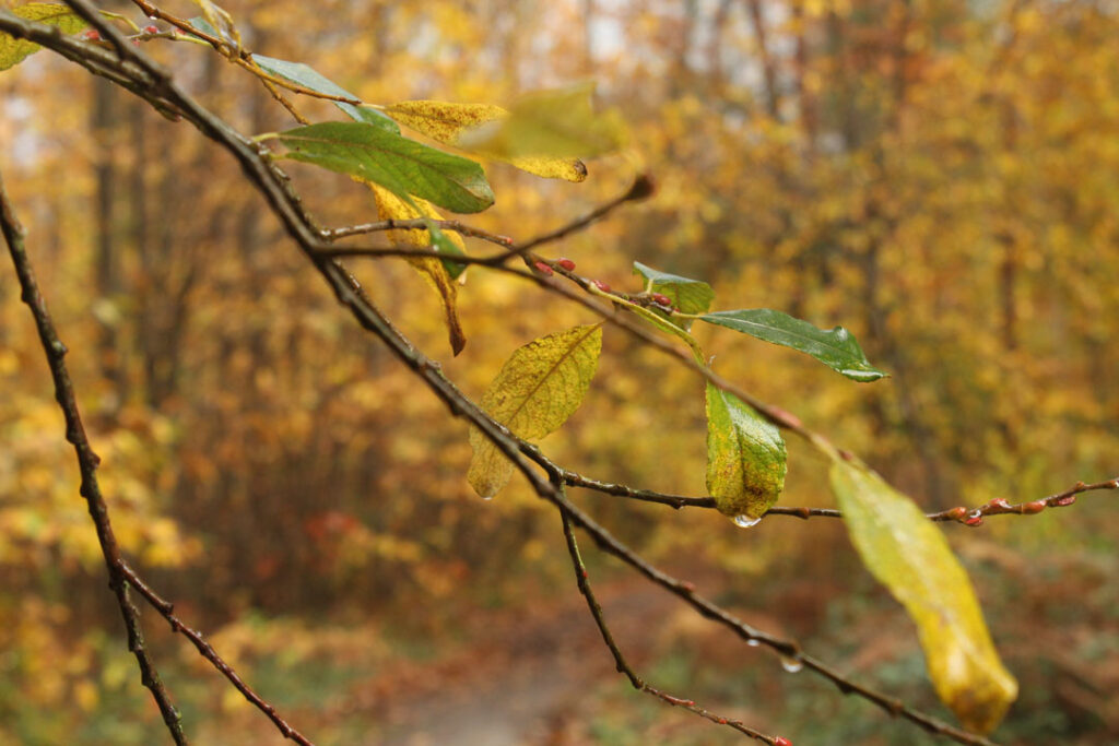 Photographie de l'automne et des champignons en 2023