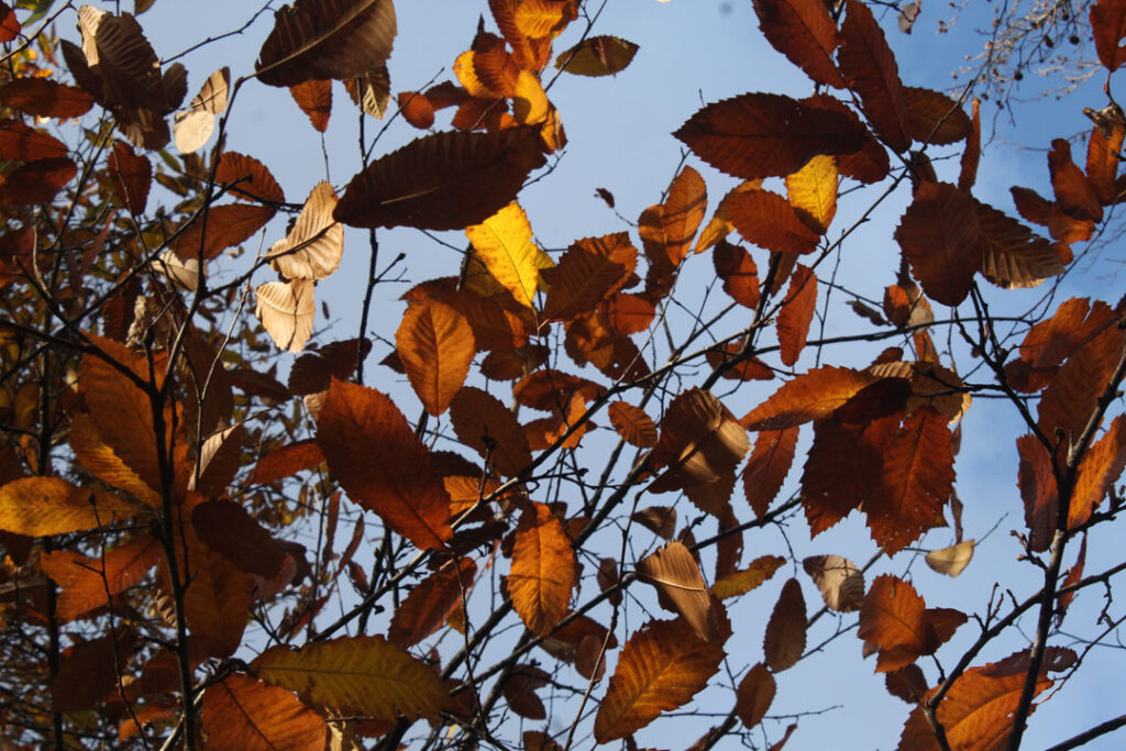 Photographie de l'automne et des champignons en 2023