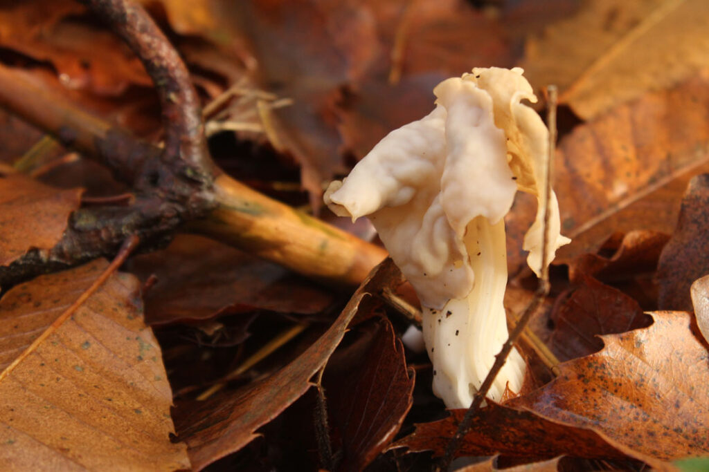 Photographie de l'automne et des champignons en 2023