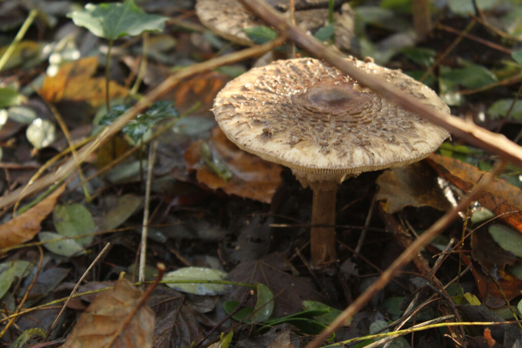 Photographie de l'automne et des champignons en 2023