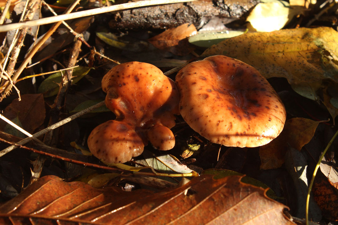 Photographie de l'automne et des champignons en 2023