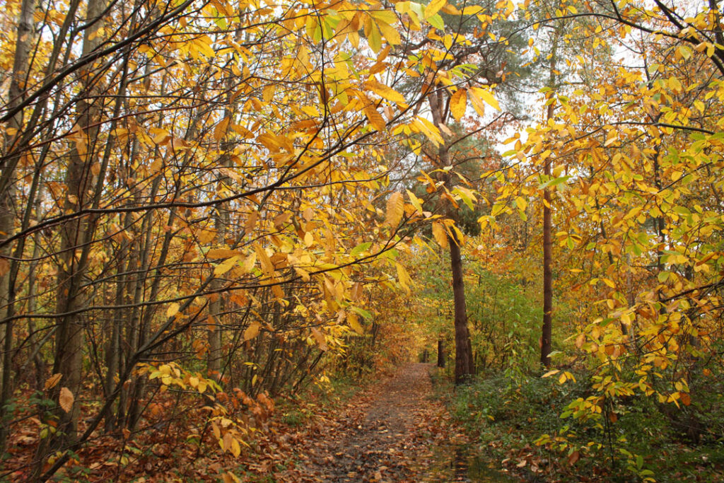 Photographie de l'automne et des champignons en 2023