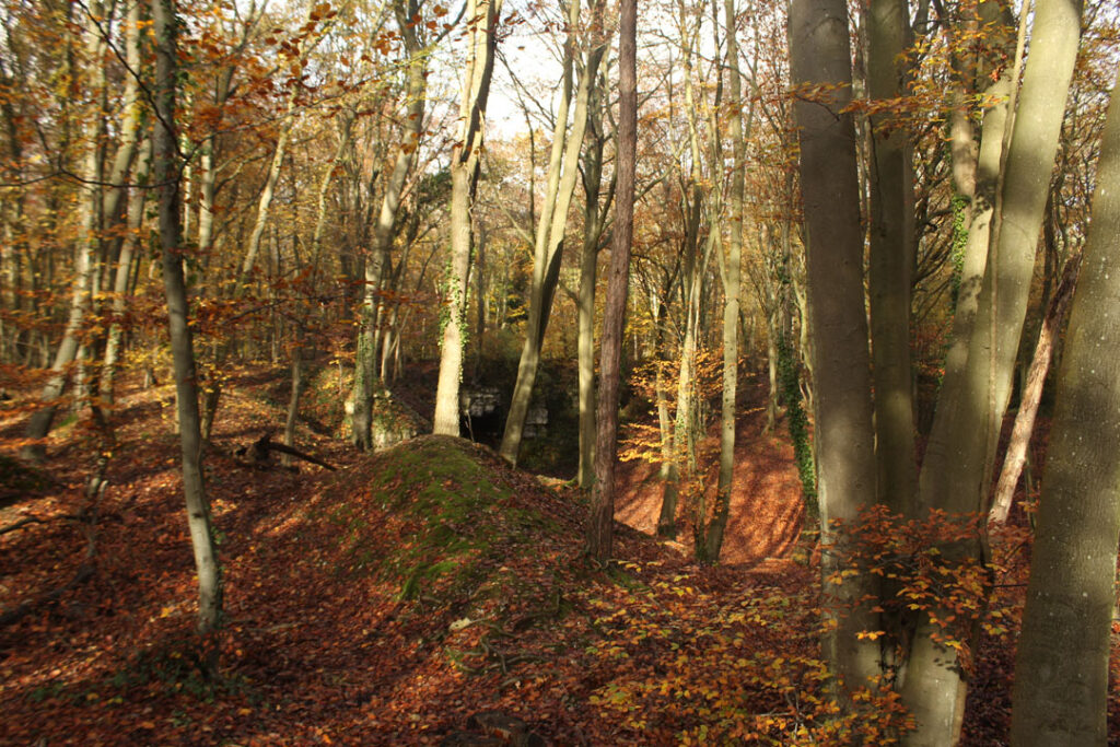 Photographie de l'automne et des champignons en 2023