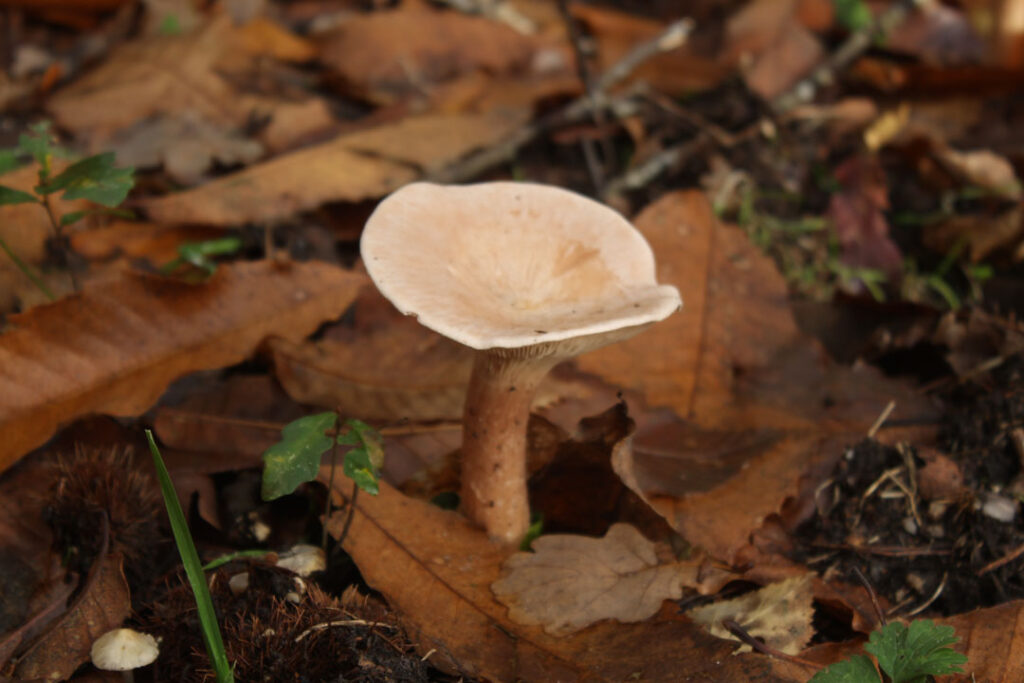 Photographie de l'automne et des champignons en 2023