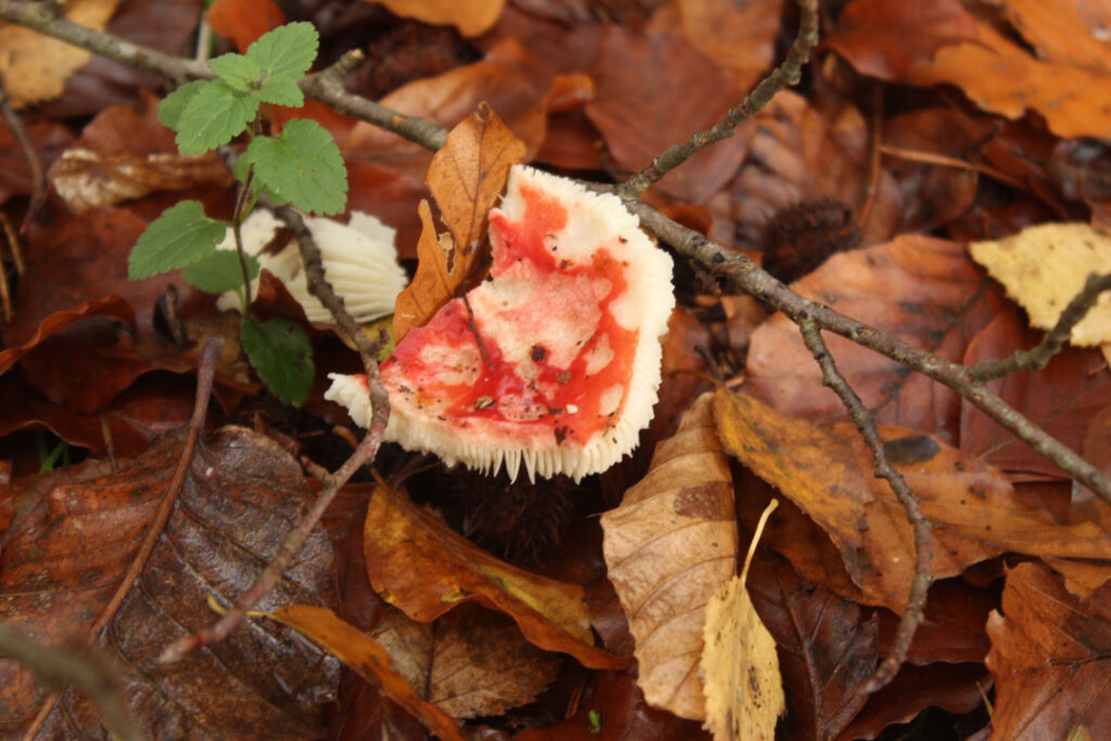 Photographie de l'automne et des champignons en 2023