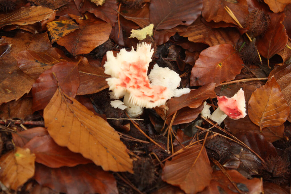 Photographie de l'automne et des champignons en 2023