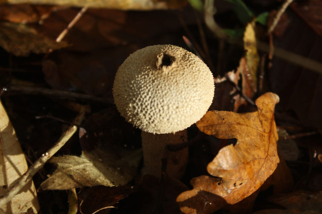 Photographie de l'automne et des champignons en 2023