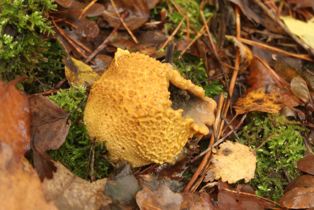 Photographie de l'automne et des champignons en 2023