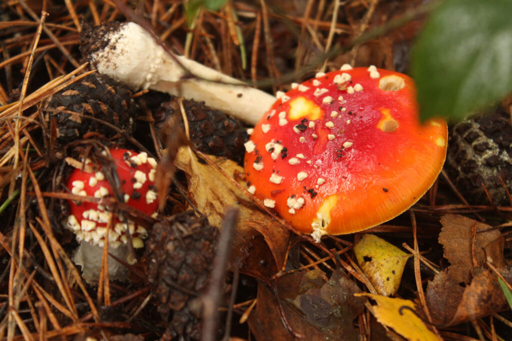 Photographie de l'automne et des champignons en 2023