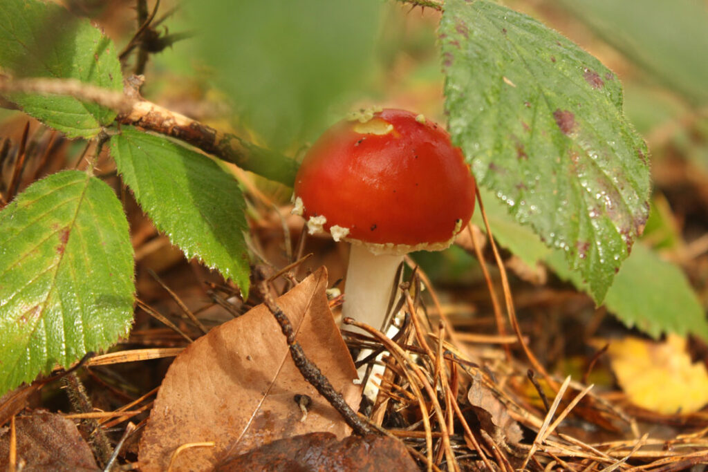 Photographie de l'automne et des champignons en 2023