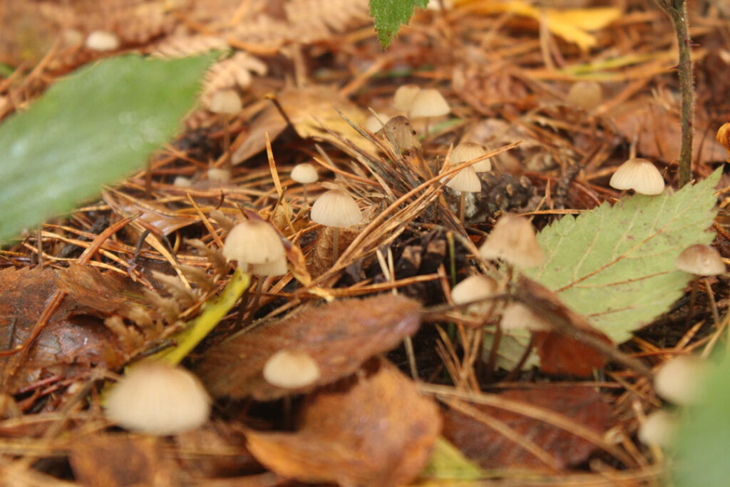 Photographie de l'automne et des champignons en 2023