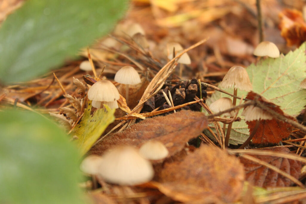 Photographie de l'automne et des champignons en 2023