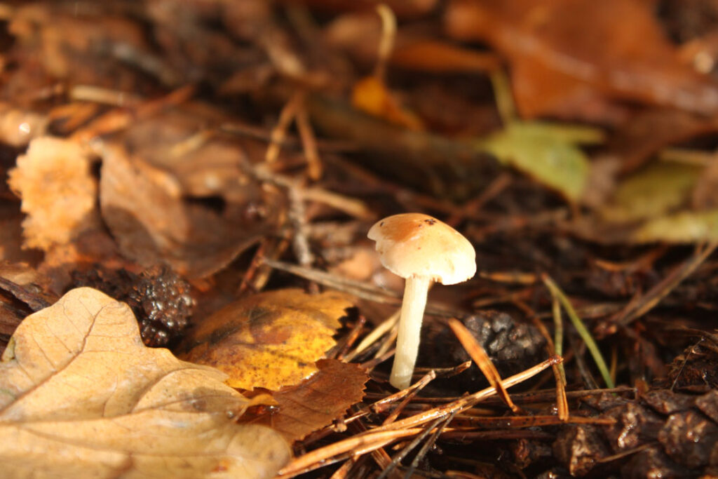 Photographie de l'automne et des champignons en 2023