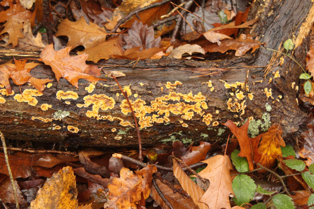 Photographie de l'automne et des champignons en 2023