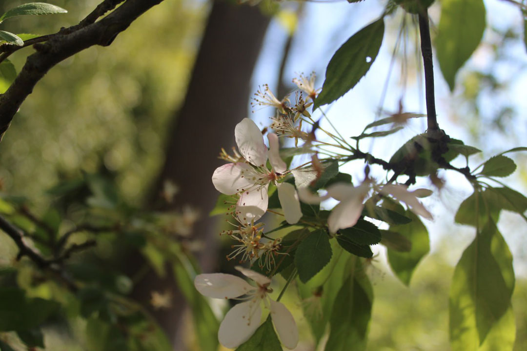 Photographie d'une fleur à Giverny