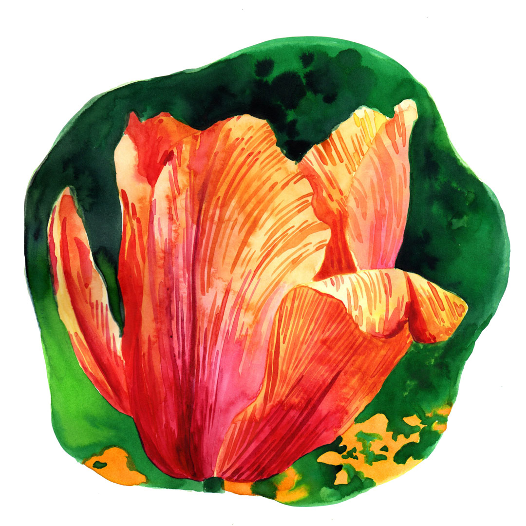 Illustration d'une fleur à l'aquarelle