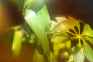 Photographie de plantes avec un filtre coloré posé sur l'objectif