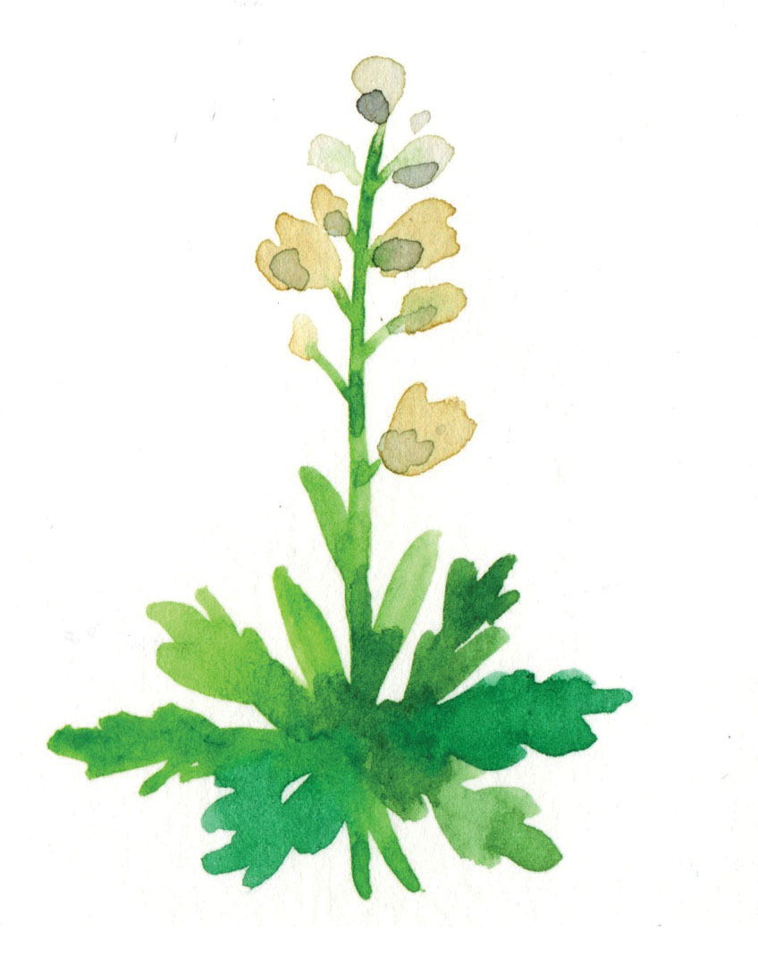 plante à l'aquarelle