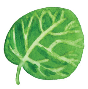 plante à l'aquarelle