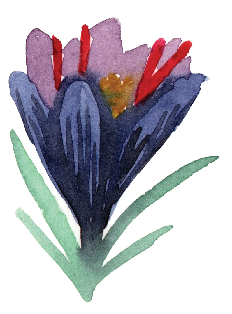 plante à l'aquarelle