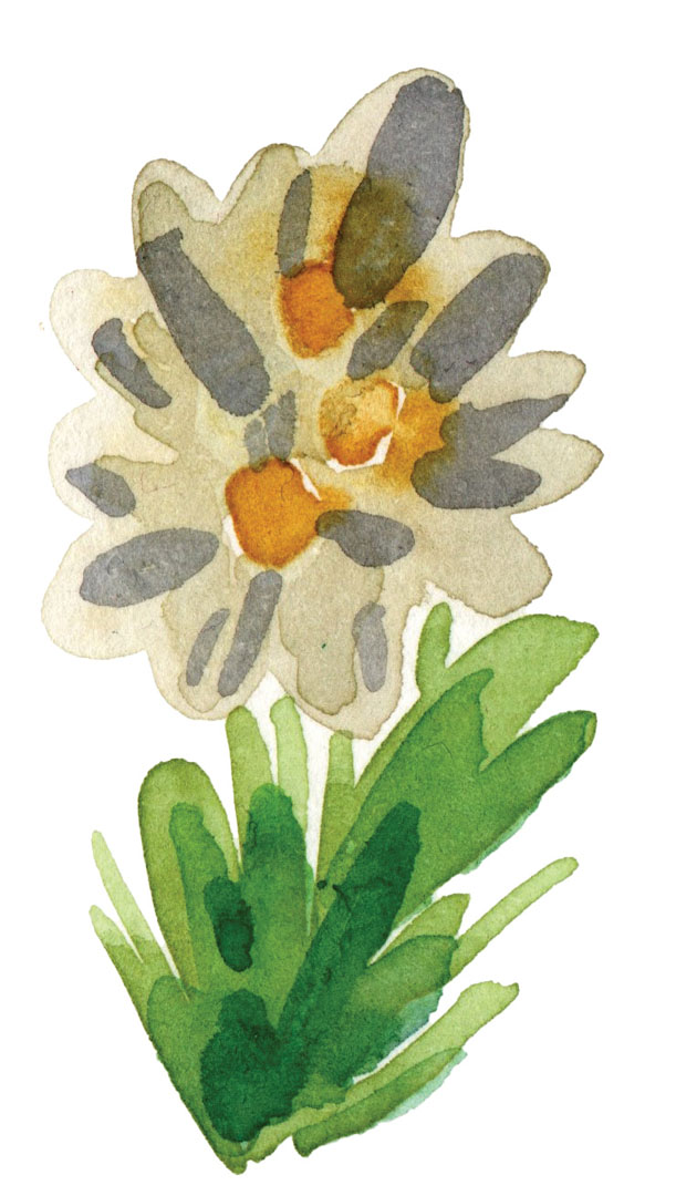 plante à l'aquarelle