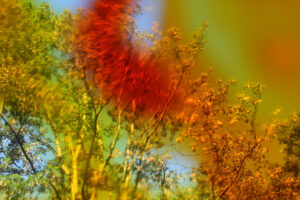 Photographie de plantes avec un filtre coloré posé sur l'objectif