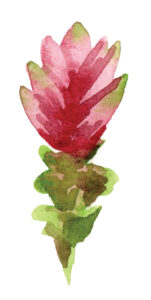 plante à l'aquarelle