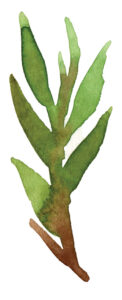 plante à l'aquarelle