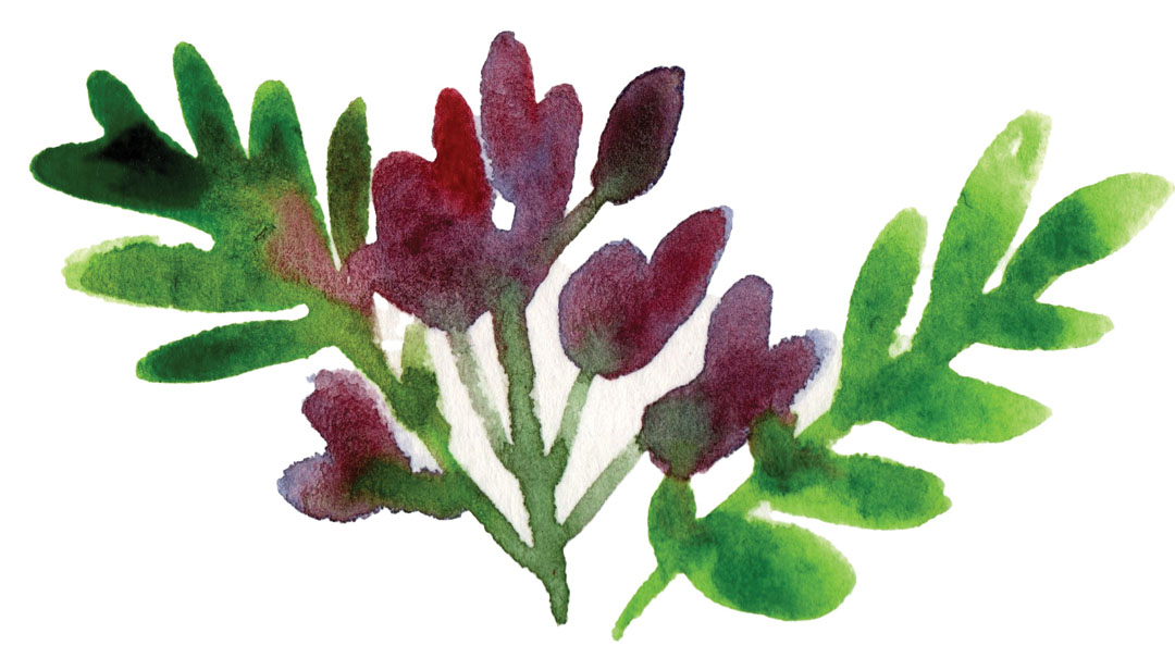 plante à l'aquarelle