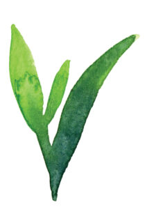 plante à l'aquarelle