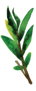 plante à l'aquarelle