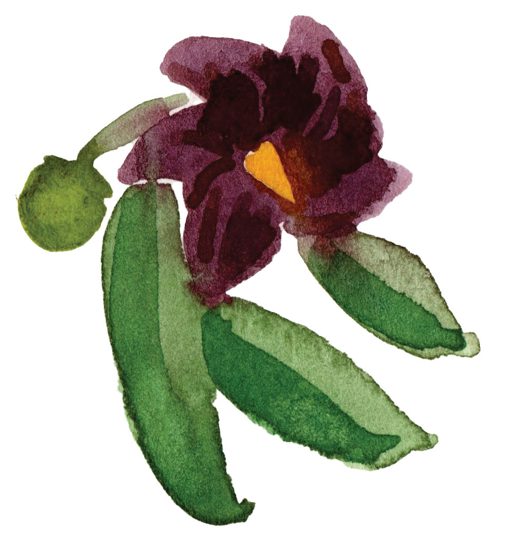 plante à l'aquarelle