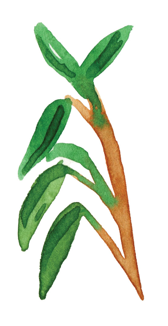 plante à l'aquarelle